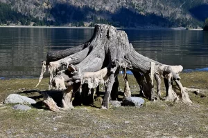 Natures art displayed on the shoreline of Hebgen Lake. Get Lost in America.