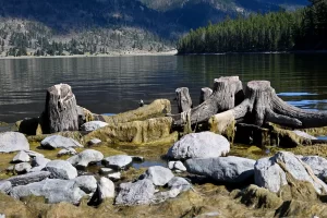 Stumps of days gone past, Montana Hebgen Lake. Get Lost in America.