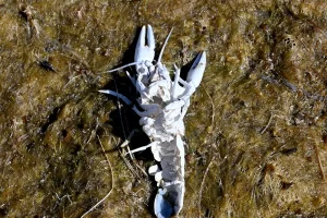 Crawfish skeleton