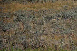 Coyote hunting for a meal along the Gallatin River in Yellowstone National Park while fly fishing. Get Lost in America