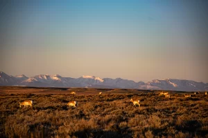 Antelope in the morning sun. Central Montana. Get Lost in America.