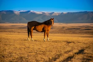 Horse with the Snowy Range in the Back Ground. Central Montana. Get Lost in America.