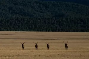 Bull Elk on the move. Get Lost in America.