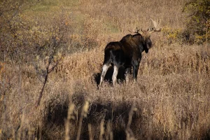 Bull Moose out hiking in the snowy mountains. Central Montana Vacation Rentals. Get Lost in America.