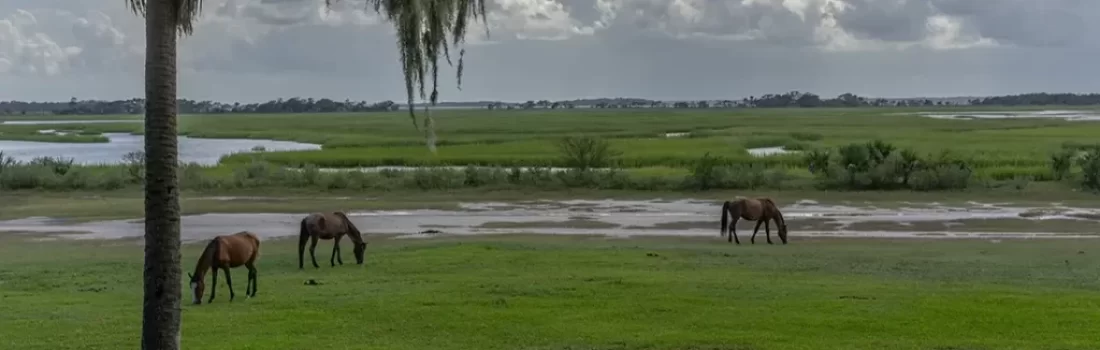 Explore Cumberland Island National Seashore history and hiking trails. Discover diverse wildlife, untouched beaches, the Carnegie family legacy. Get Lost in America