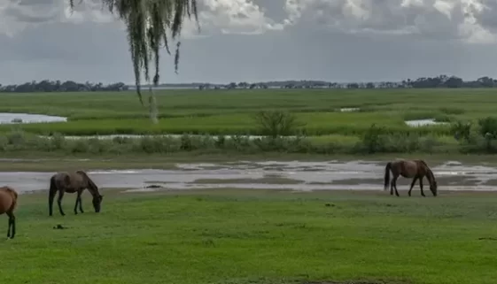 Explore Cumberland Island National Seashore history and hiking trails. Discover diverse wildlife, untouched beaches, the Carnegie family legacy. Get Lost in America