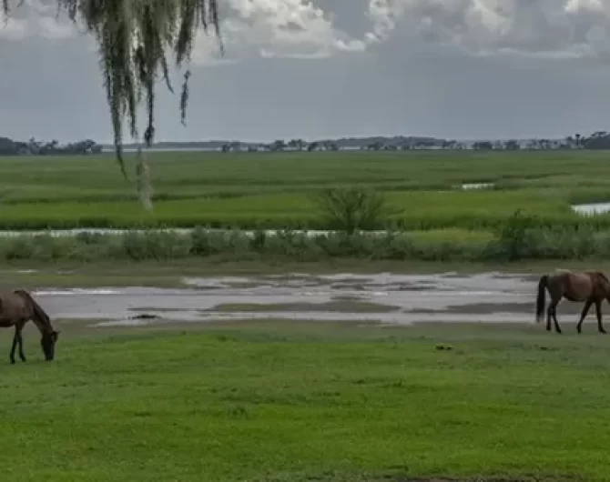 Explore Cumberland Island National Seashore history and hiking trails. Discover diverse wildlife, untouched beaches, the Carnegie family legacy. Get Lost in America