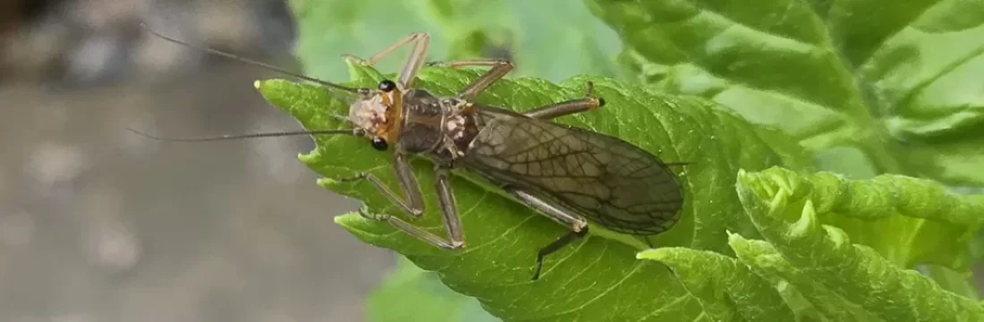 History of Salmon Flies