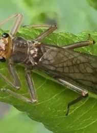 History of Salmon Flies