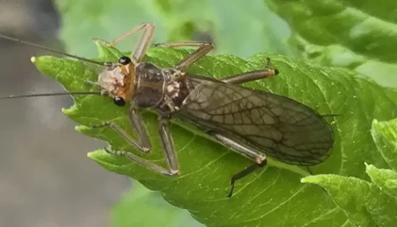 History of Salmon Flies