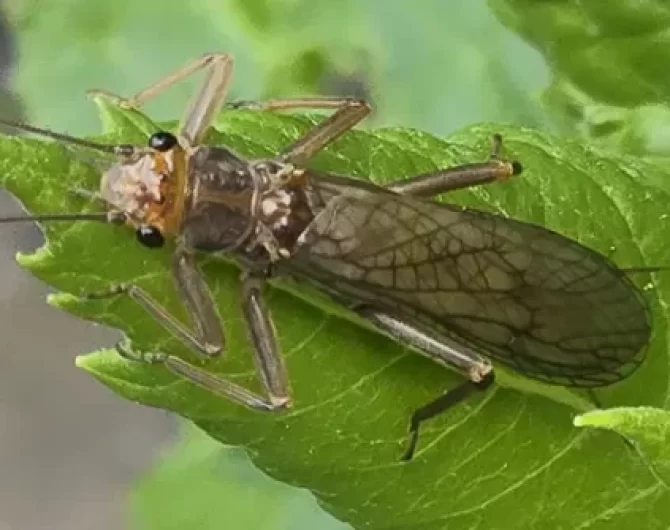 History of Salmon Flies