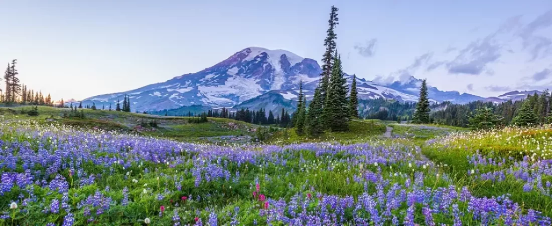 Explore Mount Rainier National Park: its trails, wildlife, entry, and everything you should know before visiting Washington's great outdoors.