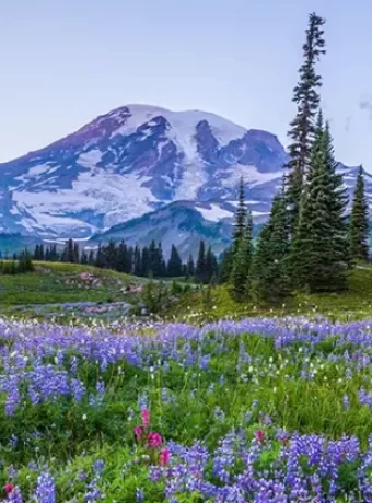 Explore Mount Rainier National Park: its trails, wildlife, entry, and everything you should know before visiting Washington's great outdoors.