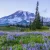 Explore Mount Rainier National Park: its trails, wildlife, entry, and everything you should know before visiting Washington's great outdoors.