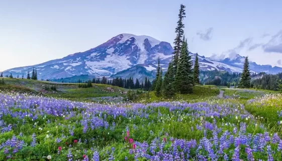 Explore Mount Rainier National Park: its trails, wildlife, entry, and everything you should know before visiting Washington's great outdoors.