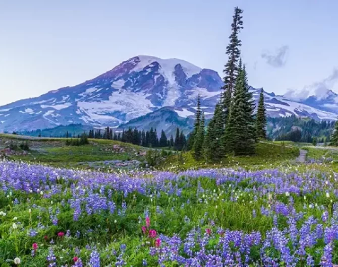 Explore Mount Rainier National Park: its trails, wildlife, entry, and everything you should know before visiting Washington's great outdoors.