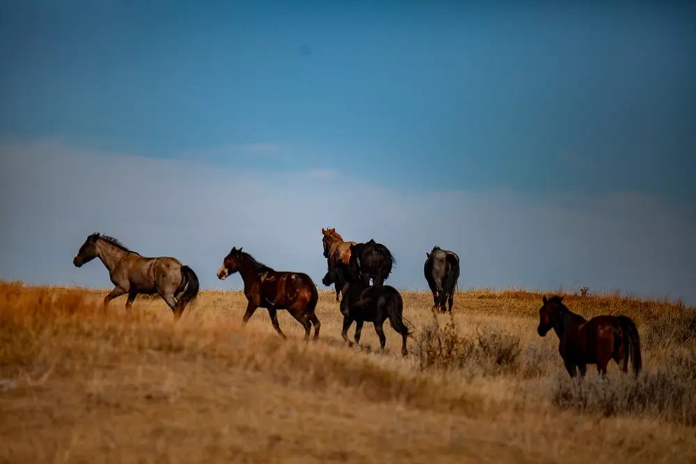 Wild Horses Theodore Roosevelt National Park