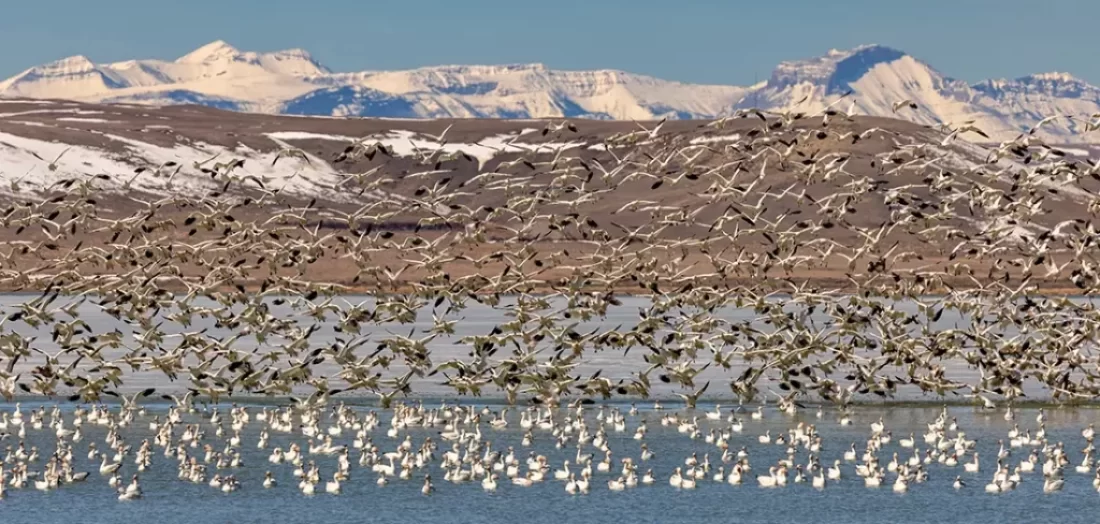 awe-inspiring migratory patterns of bird species using Freezout Lake Montana, a crucial stopover for thousands of waterfowl and other migratory birds.