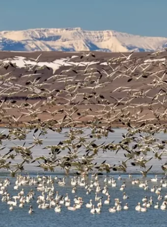 awe-inspiring migratory patterns of bird species using Freezout Lake Montana, a crucial stopover for thousands of waterfowl and other migratory birds.