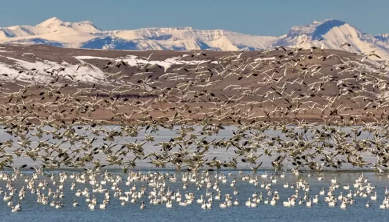 awe-inspiring migratory patterns of bird species using Freezout Lake Montana, a crucial stopover for thousands of waterfowl and other migratory birds.