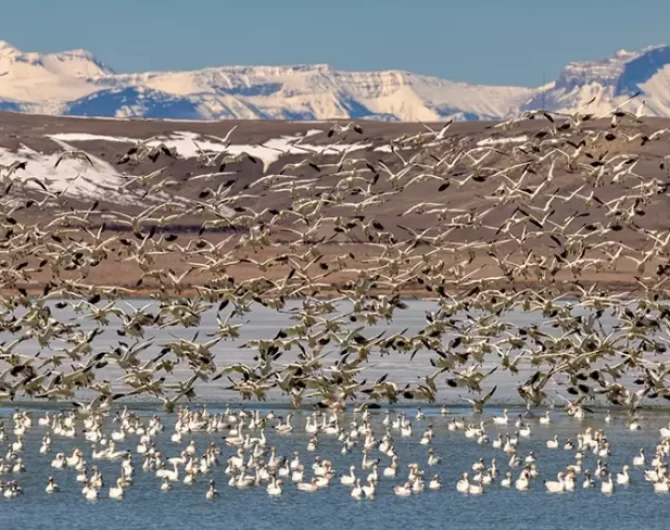 awe-inspiring migratory patterns of bird species using Freezout Lake Montana, a crucial stopover for thousands of waterfowl and other migratory birds.