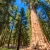 Sequoia-Kings Canyon Wilderness, spanning Sequoia and Kings Canyon National Parks in California’s Sierra Nevada, is a breathtaking destination renowned for its towering giant sequoias