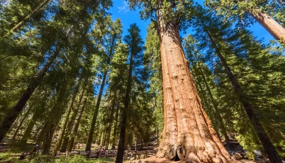 Sequoia-Kings Canyon Wilderness, spanning Sequoia and Kings Canyon National Parks in California’s Sierra Nevada, is a breathtaking destination renowned for its towering giant sequoias