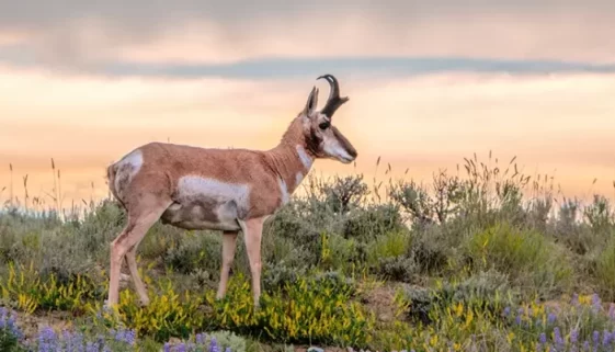 Explore Wyoming's State Parks, from hot springs to mountain trails. Unique landscapes, outdoor adventures in the Cowboy State's natural playgrounds.
