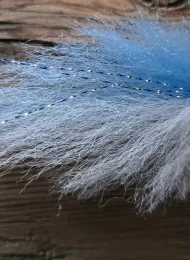 Blue-White Pelagic Forger Minnow.
