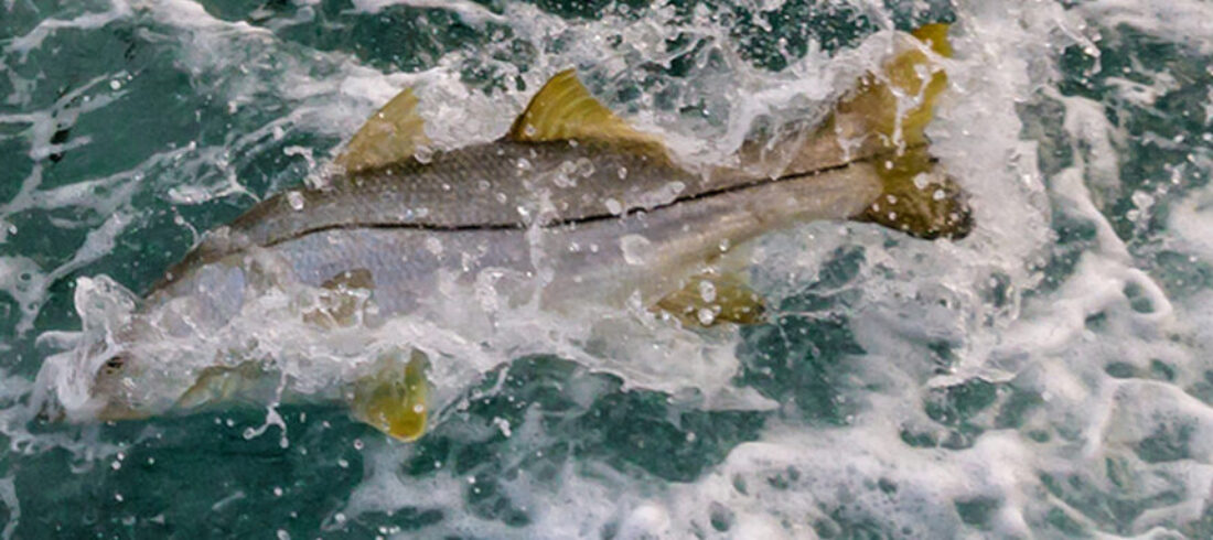 Discover fly fishing for snook 15 epic spots! Get pro tips, best flies, and techniques to land these incredible fish in stunning locations.