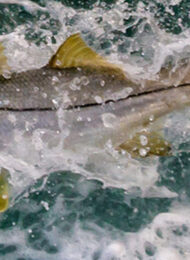 Discover fly fishing for snook 15 epic spots! Get pro tips, best flies, and techniques to land these incredible fish in stunning locations.