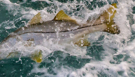 Discover fly fishing for snook 15 epic spots! Get pro tips, best flies, and techniques to land these incredible fish in stunning locations.