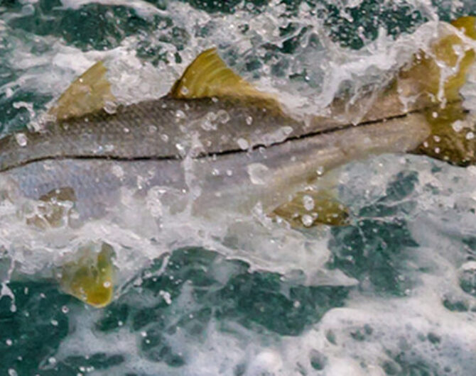 Snook Hitting Baitfish Discover fly fishing for snook 15 epic spots! Get pro tips, best flies, and techniques to land these incredible fish in stunning locations.