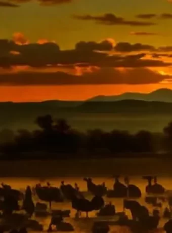 Wild Wacky and Wonderful World of Bosque del Apache National Wildlife Refuge: A Adventure Guide for unforgettable outdoor escapades!