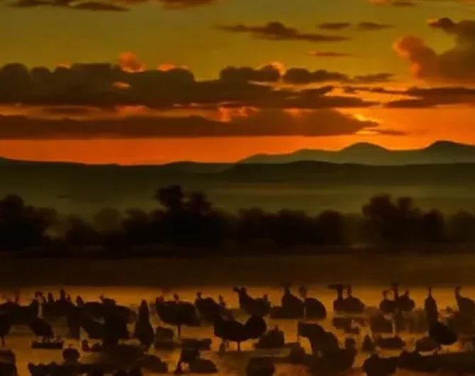 bosque del apache 1. 3 Wild Wacky and Wonderful World of Bosque del Apache National Wildlife Refuge: A Adventure Guide for unforgettable outdoor escapades!