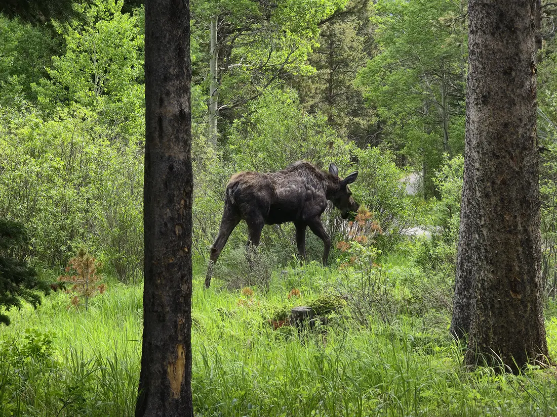 Moose walking by and feed along hiking trail Moose walking by and feed along hiking trail