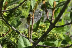 Damsel Fly Glistening in the Afternoon Sun at Greenough Lake, Rock Creek Basecamp 4 Days of Fly Fishing-Day Hikes Near Red Lodge Montana adventure! Itinerary, fishing tips, and trail guides. Get Lost in America.