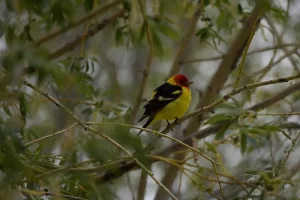 Western Tanager, Get Lost in America.
