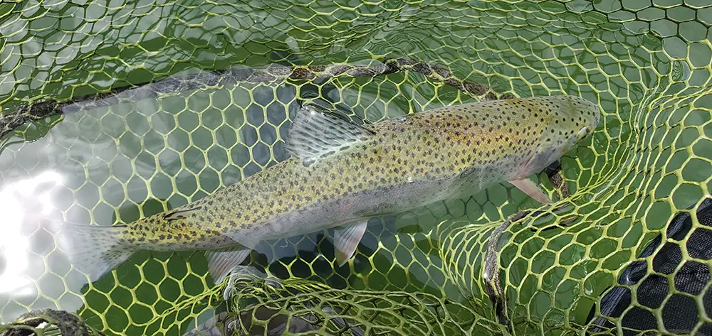 Georgetown Lake Rainbow