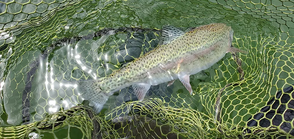 Another Georgetown Lake, Montana Rainbow caught while fly fishing, Get Lost in America.