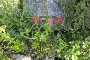 Glacier Lake Trail-Beartooth Mountains Montana-37. 3 Glacier Lake Trail-Beartooth Mountains Montana-37. 3