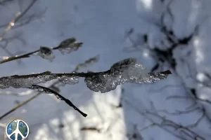 Harmonica Arch Lost Creek Wilderness 35. 3 Ice build up on the willow buds Goose Creek Trail, Get Lost in America.