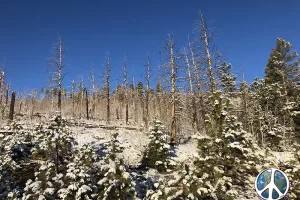 What’s left of fire as new growth begins, Get lost in America