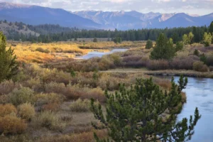 Couple of Days Fly Fishing Yellowstone Park 11. 3 Couple of Days Fly Fishing Yellowstone Park 11. 3