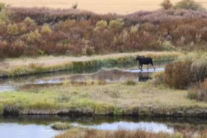 Couple of Days Fly Fishing Yellowstone Park 12. 3 Couple of Days Fly Fishing Yellowstone Park 12. 3