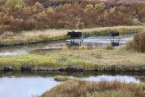 Couple of Days Fly Fishing Yellowstone Park 13. 3 Couple of Days Fly Fishing Yellowstone Park 13. 3