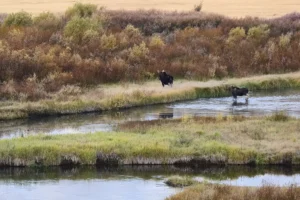 Couple of Days Fly Fishing Yellowstone Park 14. 3