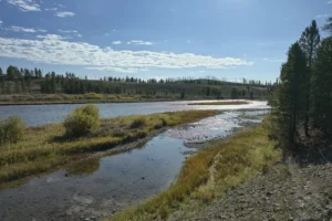 Couple of Days Fly Fishing Yellowstone Park 15. 3 Madison River in Yellowstone National Park
