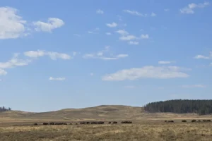 Couple of Days Fly Fishing Yellowstone Park 19. 3 Bison herd in Yellowstone National Park