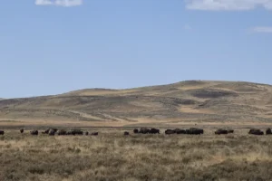 Couple of Days Fly Fishing Yellowstone Park 20. 3 Couple fall days in Yellowstone